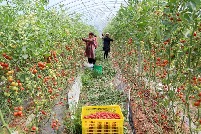 訂單農業助力增收，柏樹鄉蔬菜瓜果種植采摘服務鋪就致富路