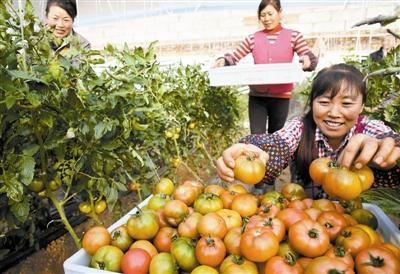 水果番茄 新晉甜心，引爆市民餐桌的蔬菜新寵