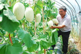立體種植新模式 瓜果飄香效益高，采摘服務(wù)助增收