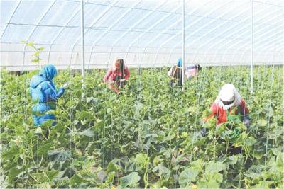 定西岷縣 溫室黃瓜迎來豐收季，特色種植與采摘服務繪就產業新圖景