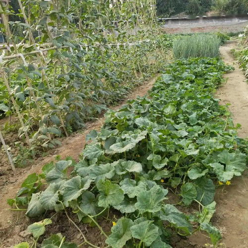 精播細種，靜候豐收 為您心中的最美小菜園投下寶貴一票
