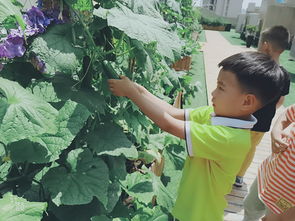 市委機關幼教集團紅璽臺園 快樂種植園，采摘歡樂多