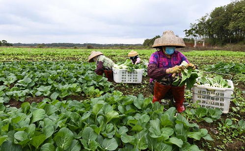 采摘蔬菜、擴大供應量——“蔬菜瓜果種植基地”如何助力秋季購銷高峰期